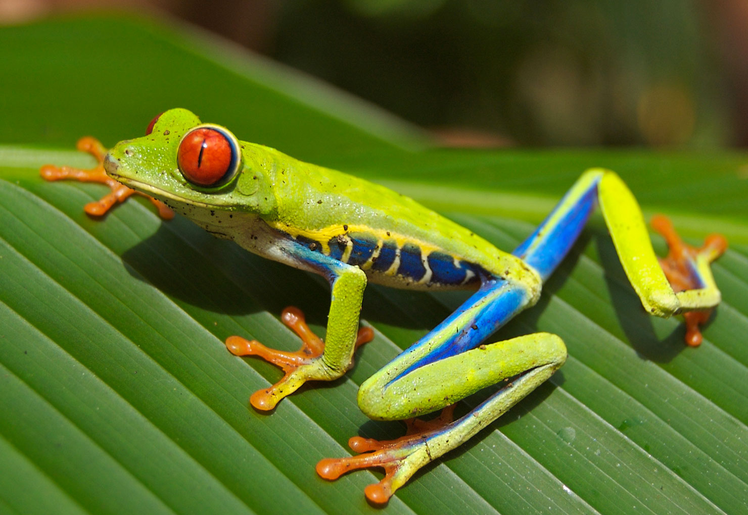 costa_rica_intro